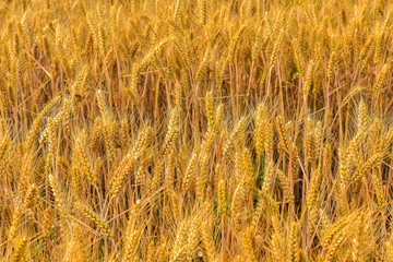 Summer, the growth of mature, harvested wheat. Tangshan, Hebei Province, China.