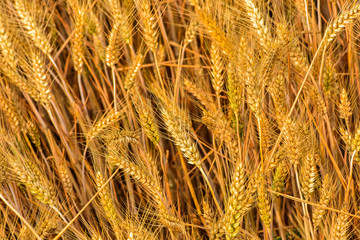 Fototapeta premium Summer, the growth of mature, harvested wheat. Tangshan, Hebei Province, China.