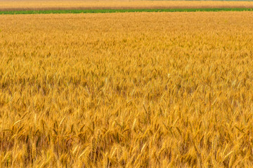 Summer, the growth of mature, harvested wheat. Tangshan, Hebei Province, China.