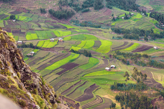 Green terraced fields in the mountain in Amhara province near city Weldiya with traditional african houses, Ethiopia agriculture concept. Africa