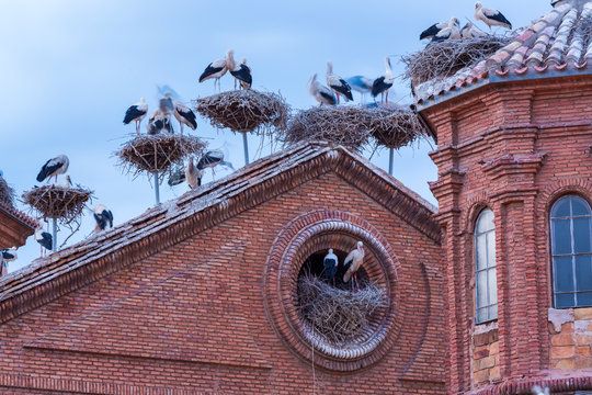 White stork colony, Alfaro, La Rioja, Spain, Europe
