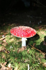 Fliegenpilz, Schwarzwald