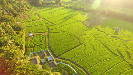 The beautiful landscape of rice fields in Thailand. 