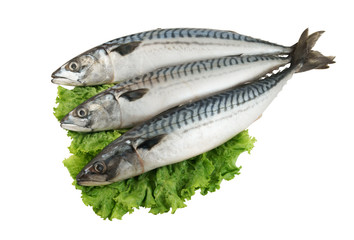 Fresh mackerel fish with salad leaves isolated