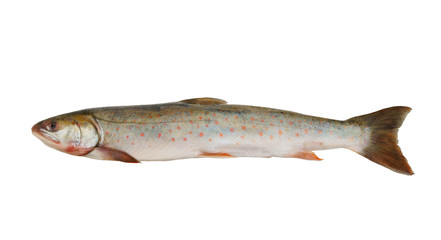Loach fish isolated on white background