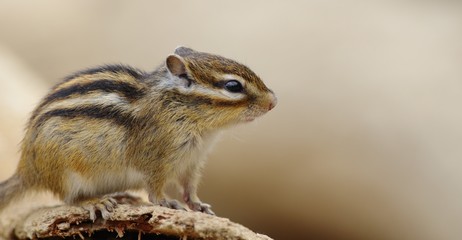 シマリス