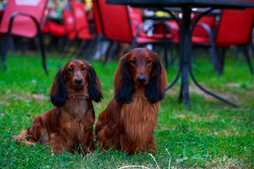 Dog breed long haired dachshund