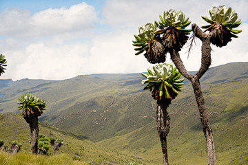 Dendrosenecio Species, Giant Groundsel Dendrosenecio kilimanjari