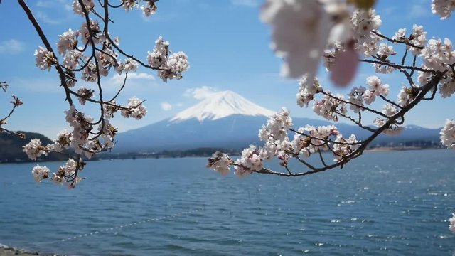 Natural landscape view of Fuji Volcanic Mountain with the lake Kawaguchi in foreground with sakura-cherry bloosom flower tree-4K UHD video movie footage short