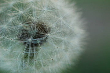 Fototapeta premium close up macro showing the soft, fragile, delicate white petals and flower grouping on a dandelion in a typical family garden