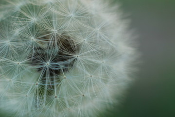 close up macro showing the soft, fragile, delicate white petals and flower grouping on a dandelion in a typical family garden