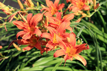 riot of flowers in the summer park