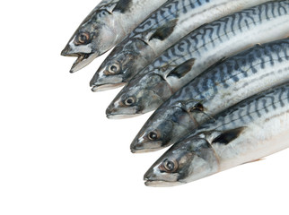Mackerel fish isolated on the white background