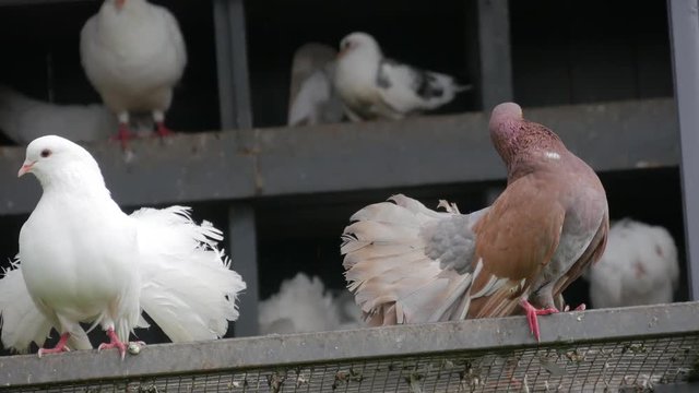 Courtship between doves in the zoo.