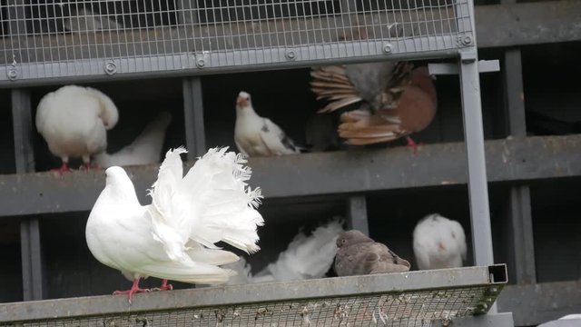Courtship between doves in the zoo.