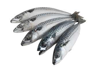Five fresh mackerel fishes isolated on the white background