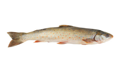 Loach fish isolated on white background