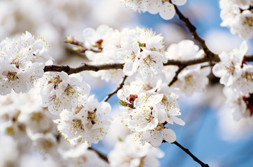 Apricot tree blossoms