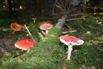 Fliegenpilze, Schwarzwald