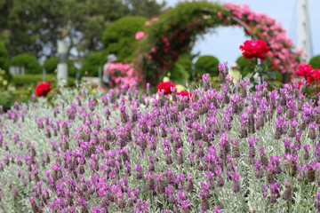 フレンチラベンダー