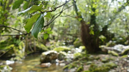 Forest in corsica