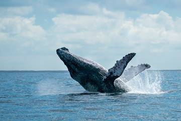humpback whale breaching in cabo san lucas