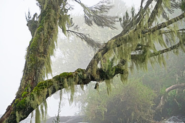 Fototapeta premium Moss growing on trees in a foggy environment 