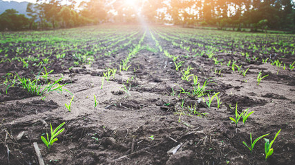 Young green corn field. in nature. Morning landscape with sunlight.