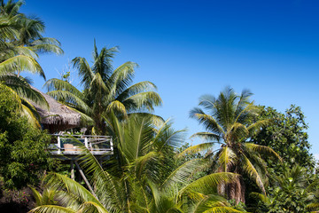 Fototapeta na wymiar Tropical hut surrounded by palm trees