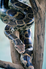 python on a tree branch
