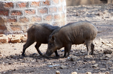 two wild boars on stony ground