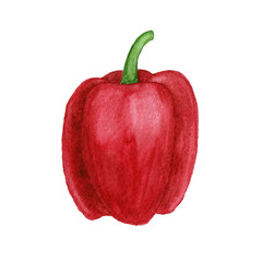 Red bell pepper watercolor illustration isolated on white background. Isolated vegetable harvesting object or element. Hand drawn autumn bell pepper