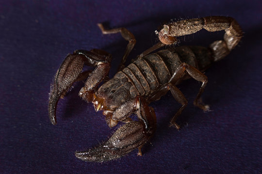 scorpion