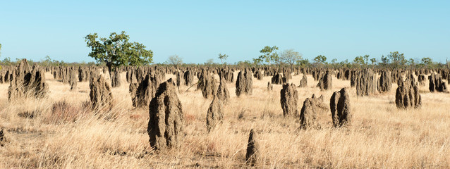 termite mounds in the far north of Queensland, Australia,