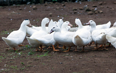 flock of white ducks on the farm
