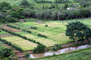Mauritius. Farmland surrounded by jungle