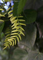 green leaves, green concept