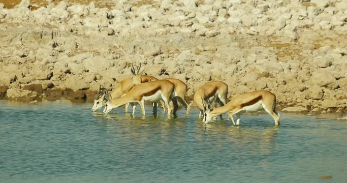 springbok antelopes drink water