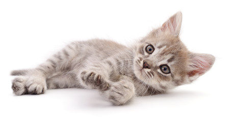 Obraz premium Kitten on white background.