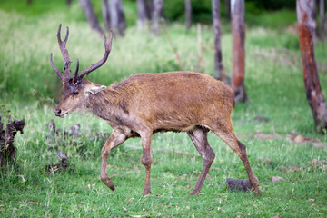 deer with a falling horn