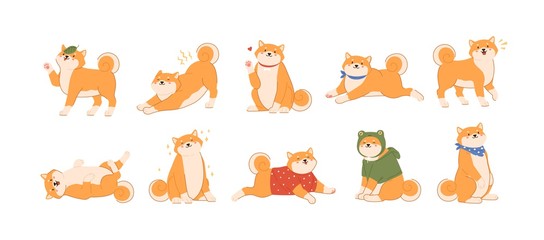 Fototapeta premium Bundle of cute kawaii dog of Japanese breed isolated on white background. Collection of adorable Shiba Inu or Akita Ken pup playing, barking, stretching, walking. Flat cartoon vector illustration.