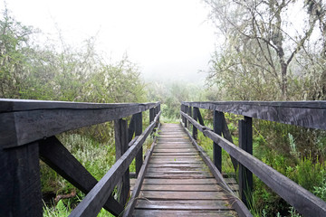 Fototapeta na wymiar Wooden walking bridge over a stream with foggy background