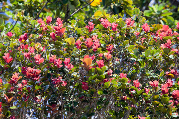 tropical tree with leaves, red on the ends of branches (Photinia), Mauritius