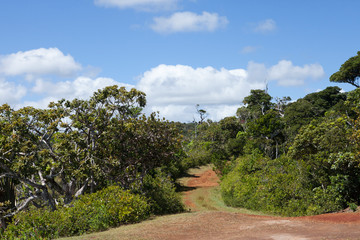 Fototapeta na wymiar Mauritius. Black River Gorge Park. Road in the forest