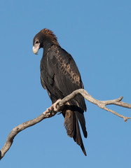 Wedge tailed eagle in outback Queensland, Australia.