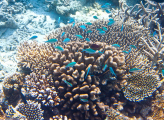 Naklejka na ściany i meble Fishes in corals. Maldives. Indian ocean.