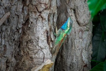 Multi colored Chameleon on the tree looking at camera