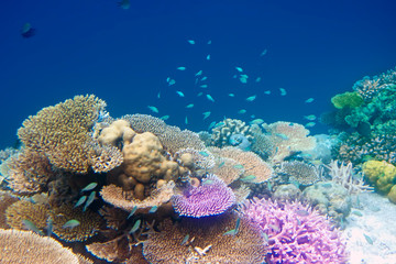 Fishes in corals. Maldives. Indian ocean.