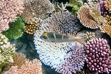 Fishes in corals. Maldives. Indian ocean.