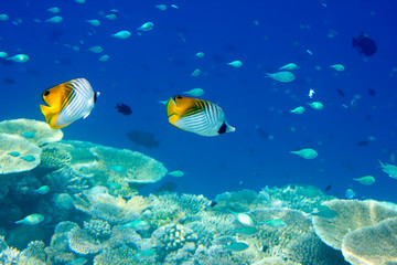 Obraz na płótnie Canvas Fishes in corals. Maldives. Indian ocean.